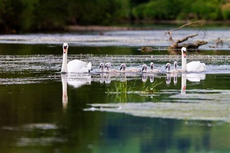 River Wildlife – Wye Valley AONB