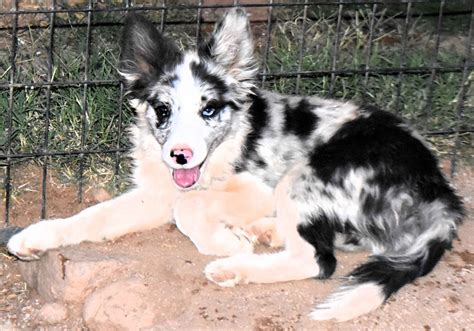 Border Collie Puppies For Sale