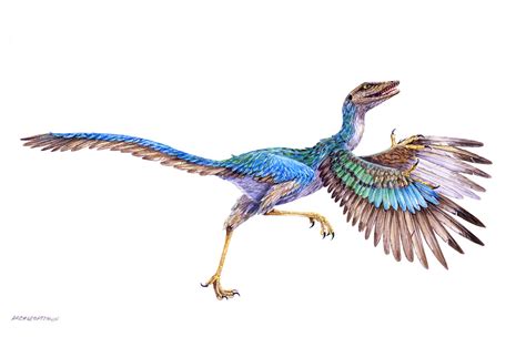 Archaeopteryx Lithographica Evolution