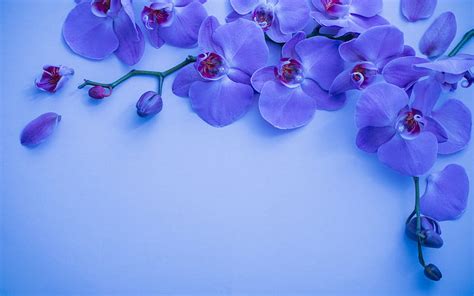 Blue orchid, background with orchids, orchid branch, beautiful blue ...