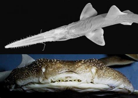 Four New Species of Shark Identified | PADI AWARE