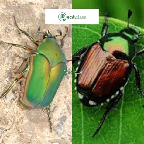 June Bug Vs Japanese Beetle; Similarities And Differences | Pestclue