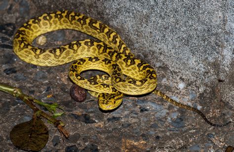 Venomous snakes of Okinawa-Japan | Okinawa Nature Photography