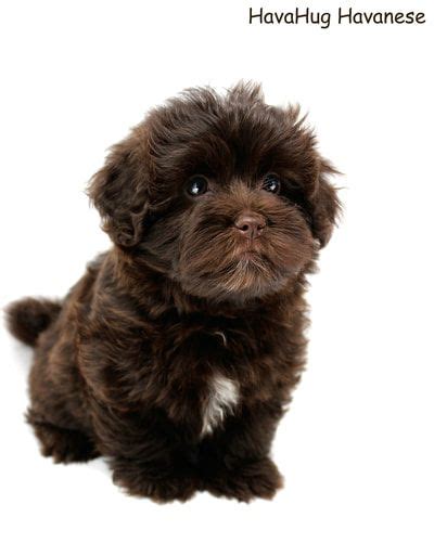 Beautiful Dark Chocolate Havanese Puppy.