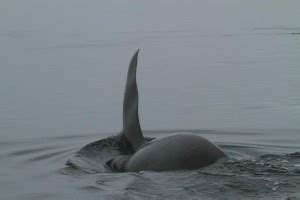 Orca dive Set 1 of 2 | Grizzly Bear Tours & Whale Watching, Knight Inlet