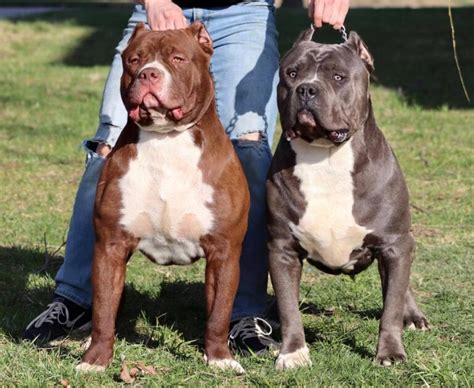 XL/XXL American Bullies in Ohio - XL American Bully Breeders in NW Ohio