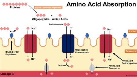 Amino Acid Absorption - Biochemistry - Medbullets Step 1