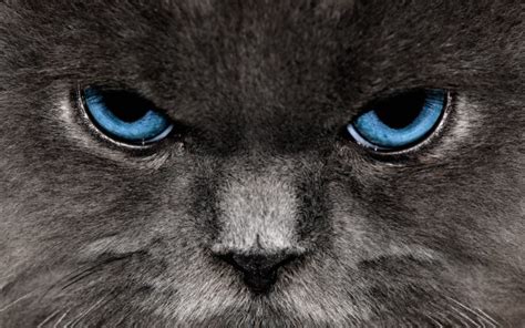 Angry Cat Wallpaper Hd - 2560x1600 Wallpaper - teahub.io