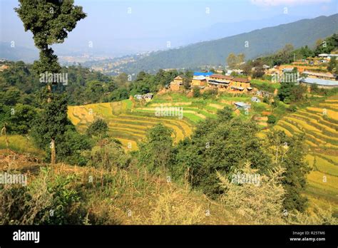 Agriculture, Rice fields in Nepal Stock Photo - Alamy