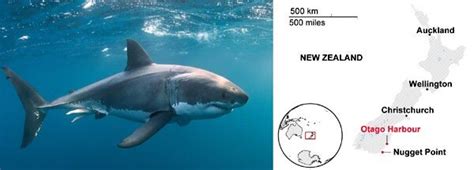 White Shark Mating : New Zealand — Shark Research Institute