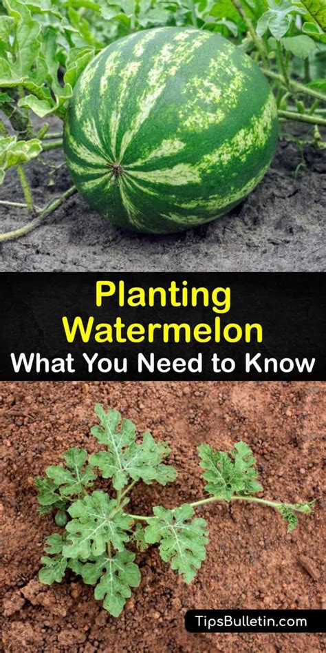 Watermelon Plant Care - Simple Tricks for Planting Watermelons