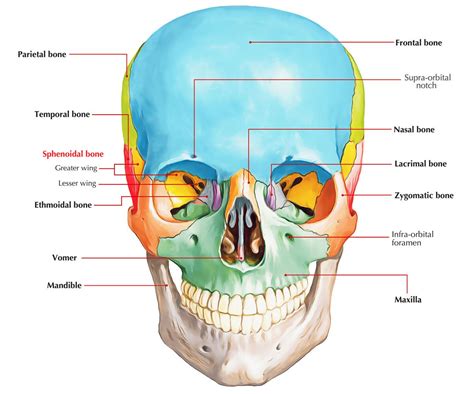 wing sphenoid bone – Recherche Google | Skull anatomy, Bones, Anatomy