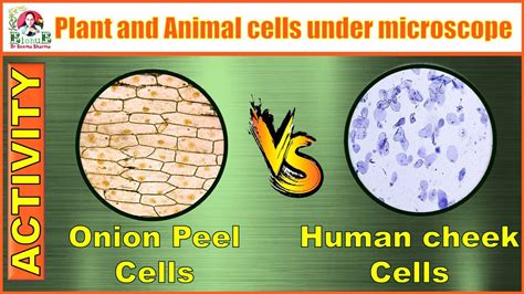 Animal Cells Under A Microscope