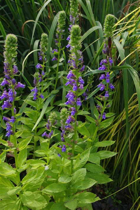 New | Lobelia siphilitica - The Beth Chatto Gardens