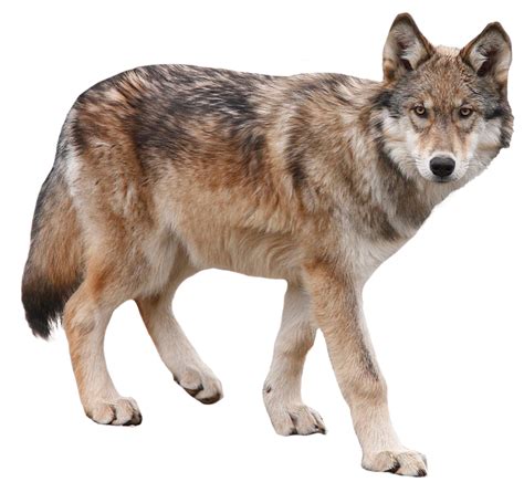 Coyote PNG Clipart - PNG All