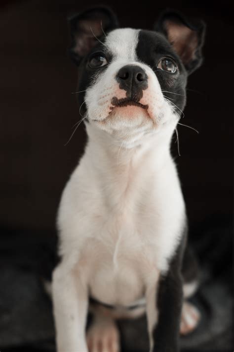 Brown and Black Yorkshire Terrier Puppy on White Textile · Free Stock Photo