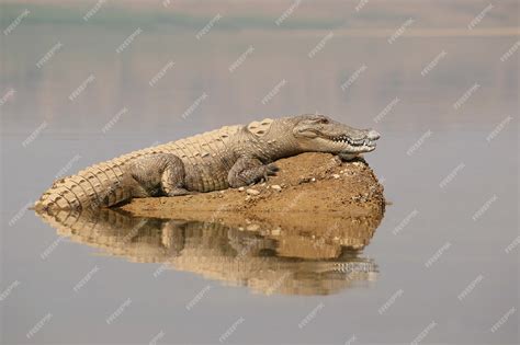 Premium Photo | Mugger crocodile in the river