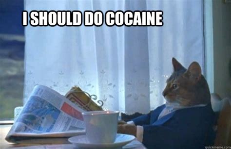 I should do cocaine - Sophisticated Cat - quickmeme