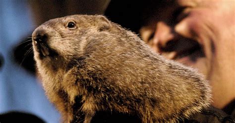 Where Does Punxsutawney Phil Live? All About Groundhog Day's Star