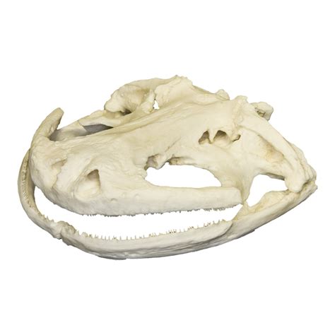 Replica Giant Salamander Skull For Sale – Skulls Unlimited ...