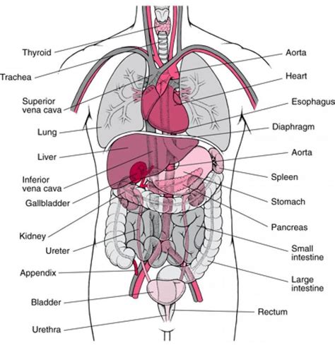 Free Diagrams Human Body | human body organ diagram appendix | Human body anatomy, Anatomy ...