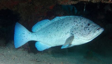 EPINEPHELUS CYANOPODUS - (RICHARDSON, 1846)