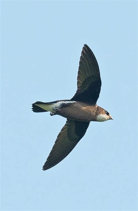 White-throated Needletail - The Australian Museum