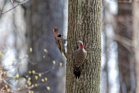 12 Interesting Facts About The Northern Flicker