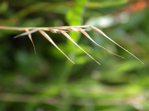 Image*After : photos : plant tendril tendrils green spiked spikes