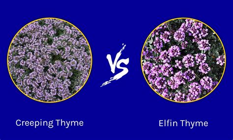 Creeping Thyme vs. Elfin Thyme: Are They the Same? - A-Z Animals