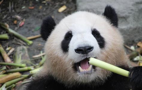 Shanghai Zoo set to receive 2 new giant pandas - SHINE News