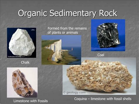 Organic Sedimentary Rocks Examples