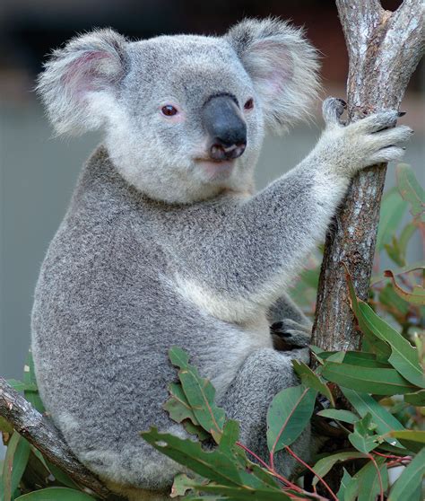 Australia is a unique wonderland of animals - Swain Destinations Travel Blog