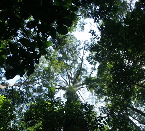 Yellow Meranti Tree Base | Inhabitat - Green Design, Innovation ...