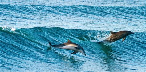 Dolphins surfing in the sunshine | Coffs Coast Advocate