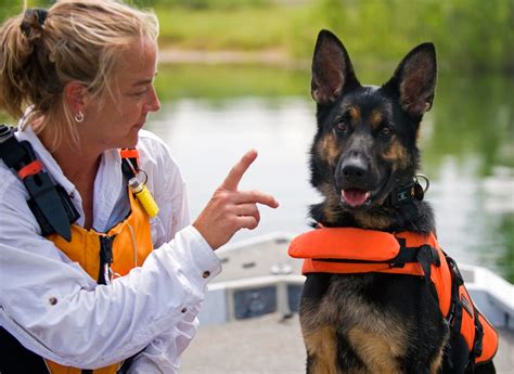 How To Search Rescue Dog-Training College | Pet Info