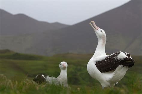 How we recruited albatrosses to patrol the high seas for illegal ...