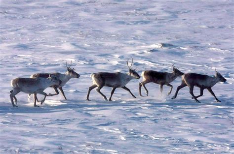 Canada, First Nations concerned about U.S. plans to drill in caribou ...