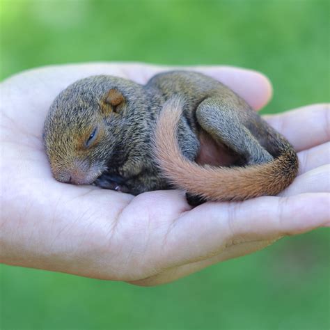 How to Care for a Baby Squirrel: Everything You Ever Wanted to Know