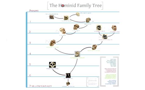 Hominid Family Tree - Ana Pantoja by Ana Pantoja on Prezi