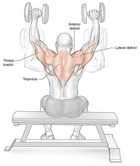 Dumbbell Shoulder Press Nasıl yapılır?