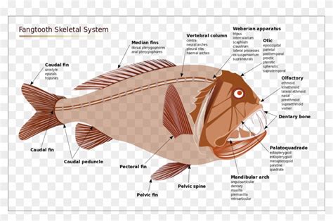 Angler Fish Diagram - Deep Sea Fish Anatomy, HD Png Download - 1280x788(#3499426) - PngFind