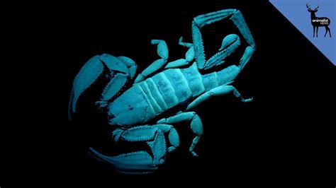 Why Do Scorpions Glow in the Dark? - YouTube