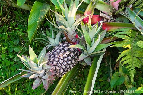 My Photo Blog: Flora of the Tambopata National Reserve, Amazon Rainforest - Peru