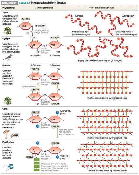 Structure Of Polysaccharide