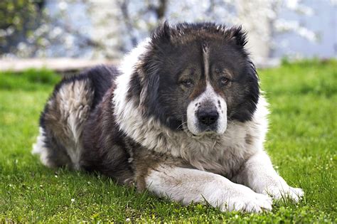 5 Things About Caucasian Mountain Shepherd Owners Should Know - Just Loving My Dogs