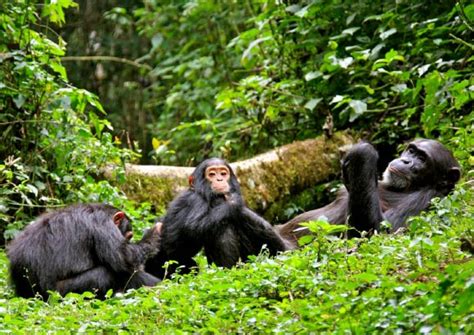 Kibale Forest National Park | Uganda Wildlife | Chimpanzee Trekking