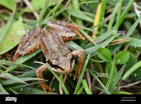 frog in the grass, Kilkenny, Ireland Stock Photo - Alamy