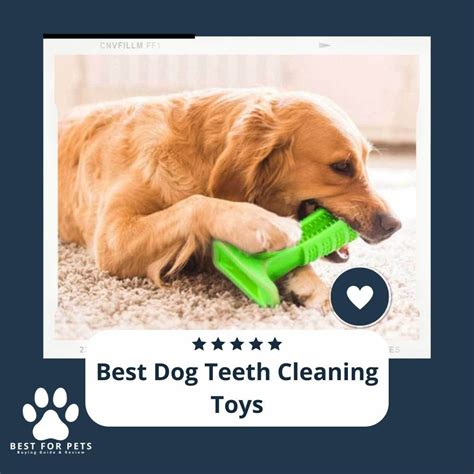 The 15 Best Dog Teeth Cleaning Toys - BestForPets.org