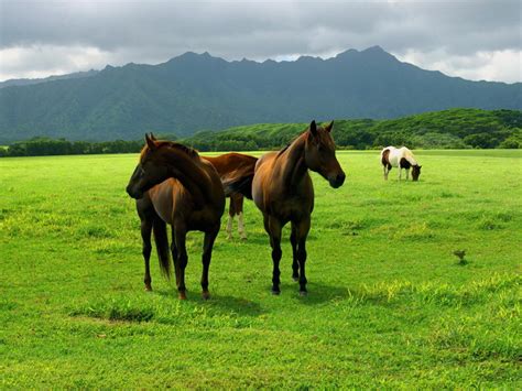 Horse Pastures